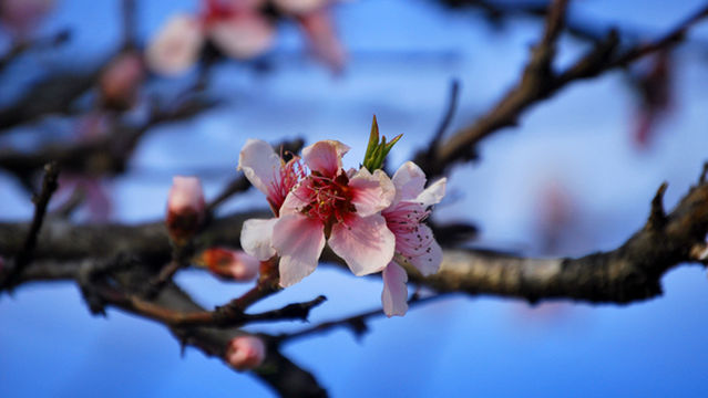 Shili Lake Ecological Wetland Park (under construction)