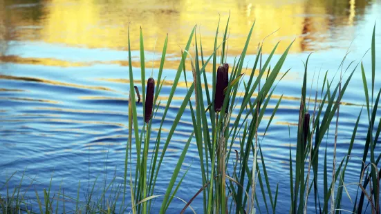 白鶴森林公園