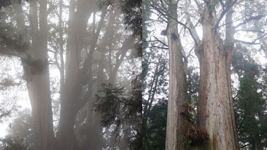 在阿里山旅遊，需要有想象力，也需要相信神奇的力量。這裡有不少