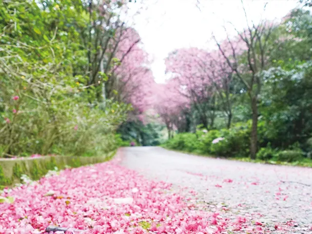 【櫻花季】粉紅大爆發,新北13處賞櫻勝地推薦打卡熱點一次看