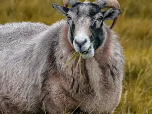 Surfing Goat Dairy