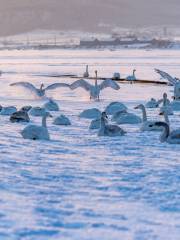 Whooper Swan National Nature Reserve