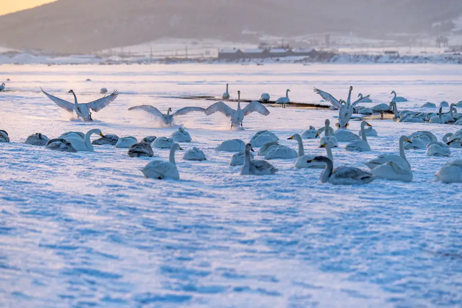 大天鵝國家自然保護區