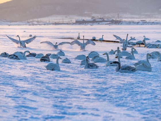 大天鵝國家自然保護區