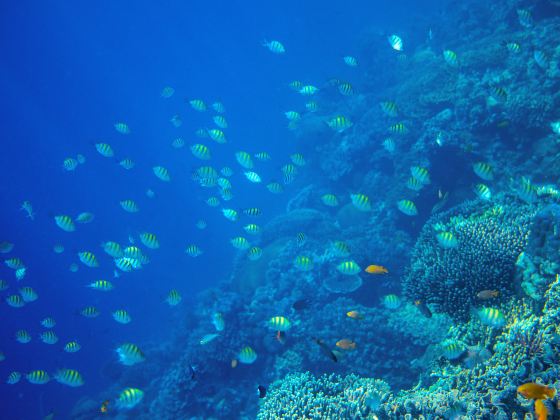 Moalboal Sardines Storm