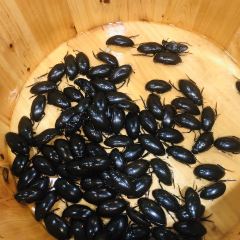 椰林海鲜码头(东莞虎门店) User Photo