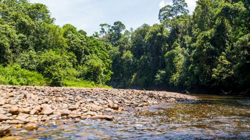 Ulu Temburong National Park