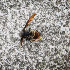 Masuya Miyako張用戶圖片