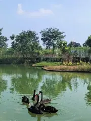 藍山灣村野動物園