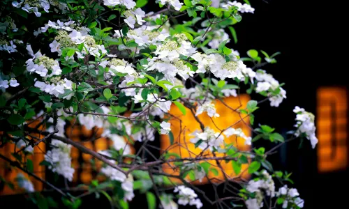 Viburnum Blossom Viewing in Yangzhou