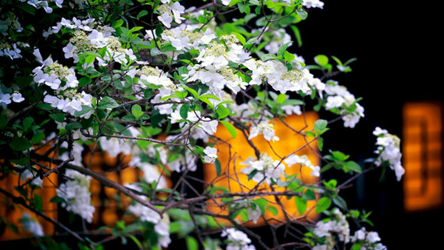 Magnolia Viewing in Yangzhou