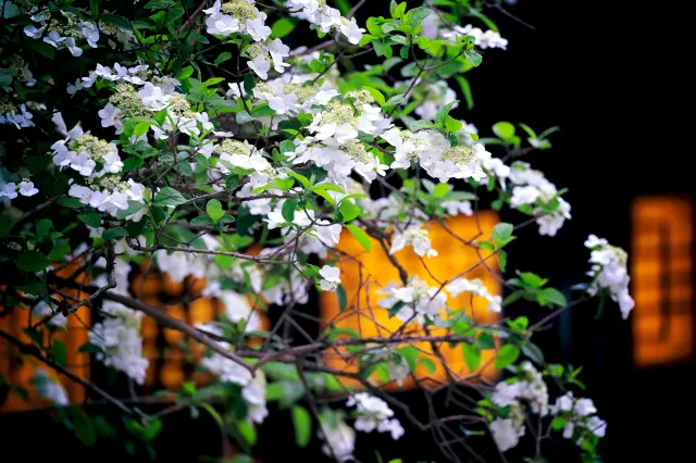 Viburnum Blossom Viewing in Yangzhou