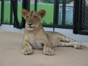 布吉獅子園