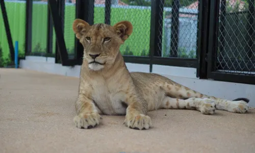 Lion Land Phuket