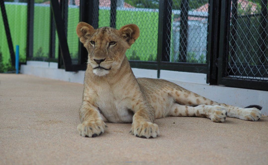 Lion Land Phuket