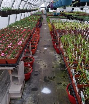 Hilltop Farms and Greenhouses