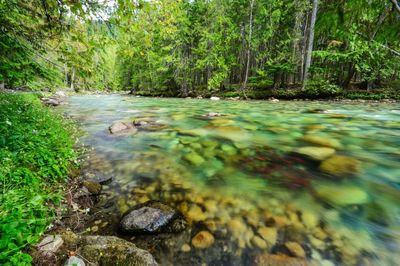 Rosebery Provincial Park