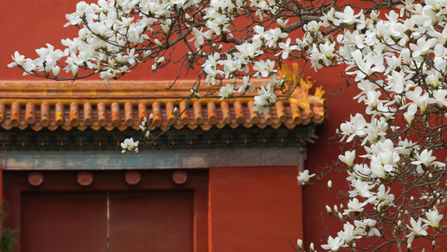 Magnolia Viewing in Beijing
