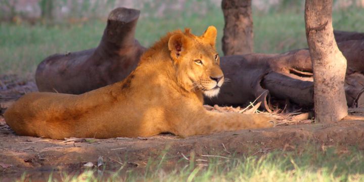 Lahore Zoo