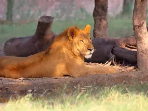 Lahore Zoo