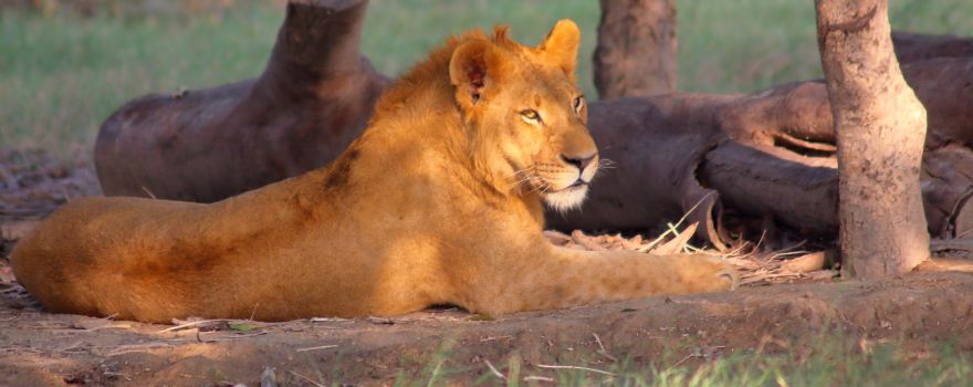zoo di Lahore