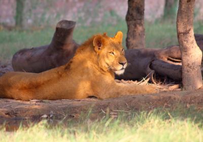 Lahore Zoo
