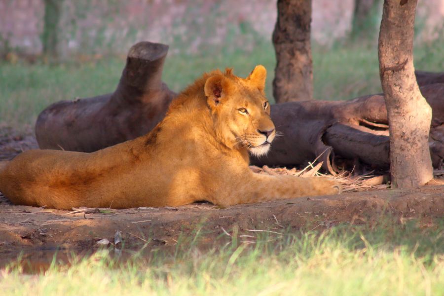 Lahore Zoo