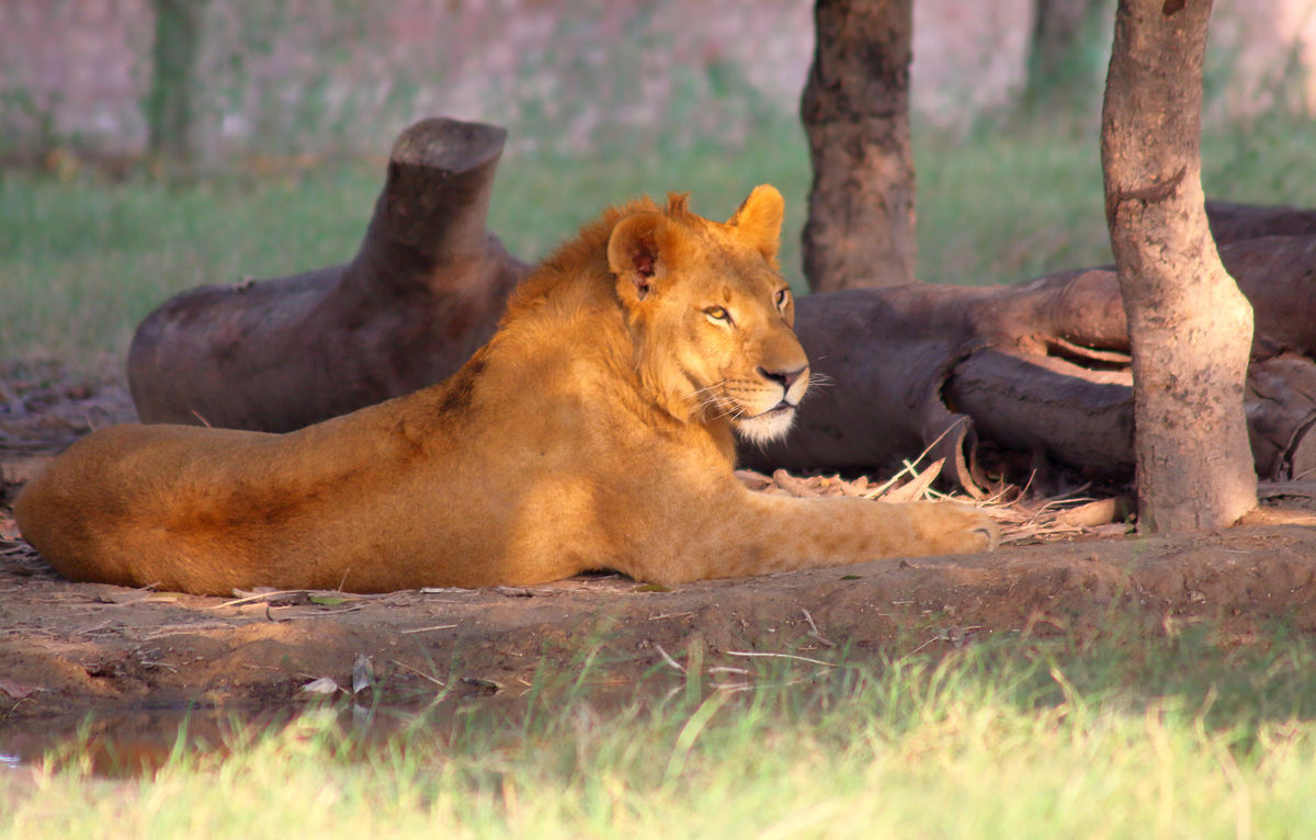 Lahore Zoo
