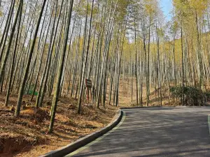 Popular Fall Viewing Attractions in Lujiang