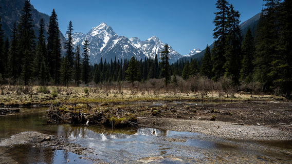 Wanglang Panda Exploration Camp