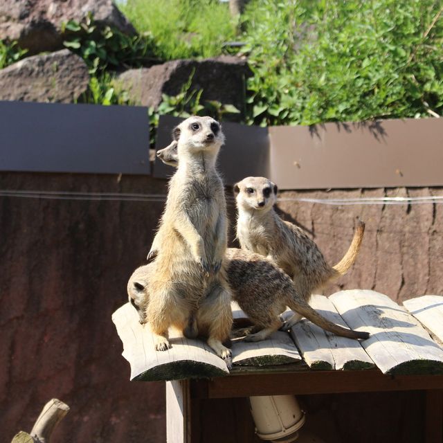 【静岡】伊豆シャボテン動物公園