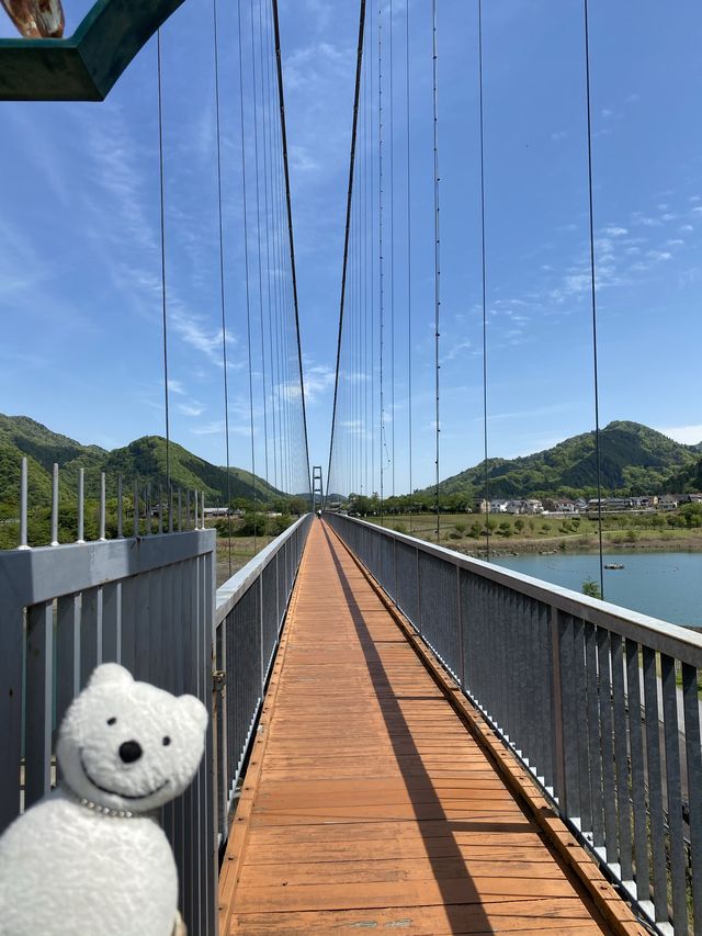 クマ散歩：クマ、水の郷大つり橋を渡る