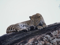Leopard safari in Yala National Park