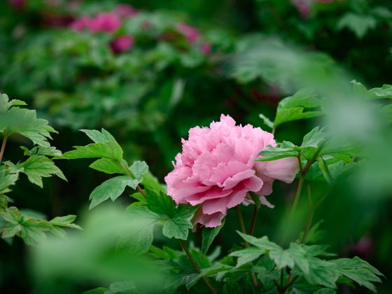 Luoyang International Peony Garden