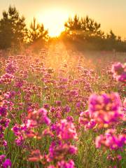 Shahe National Wetland Park