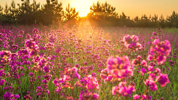 Shahe National Wetland Park