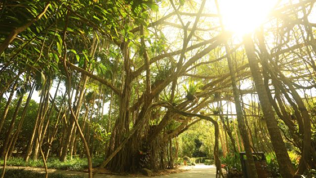 2人起私家團興隆植物園神州半島一日遊海口文昌瓊海上門接送