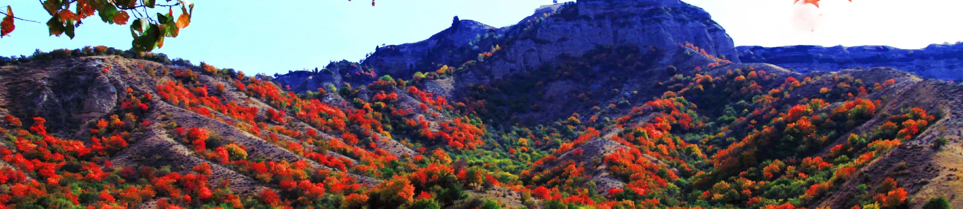 Fall Viewing Attractions