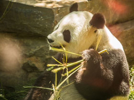 史密森尼國家動物園