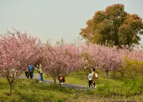 Huakai Haishang Ecological Park