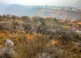 Lantian Apricot Flower Valley