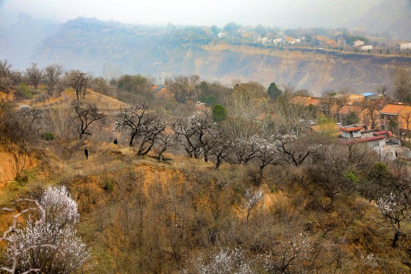 Lantian Apricot Flower Valley