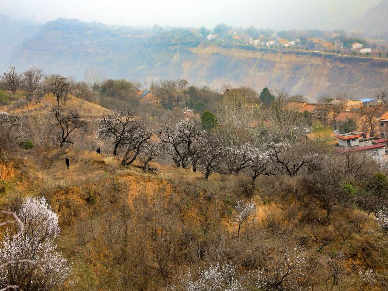 Lantian Apricot Flower Valley