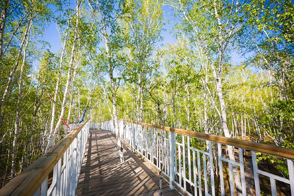 Birch Forest Scenic Area