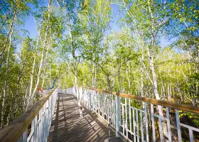 Birch Forest Scenic Area