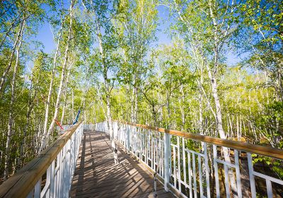 Birch Forest Scenic Area