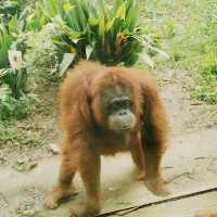 Animal Park 