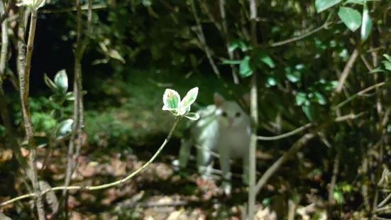 学校里景色还是很好的，还有许多可爱的猫猫狗狗🐶校园里绿化也