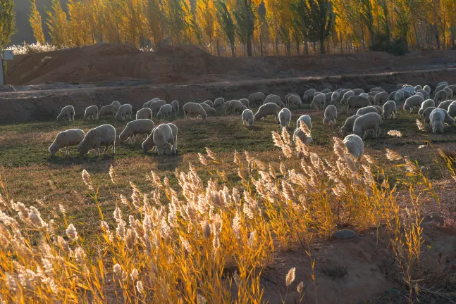 Отели с услугой ванной в г. Ухай