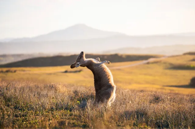 14 Amazing Wildlife Encounters in Sydney and New South Wales